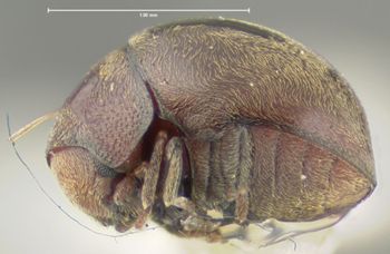 Media type: image;   Entomology 32079 Aspect: habitus lateral view